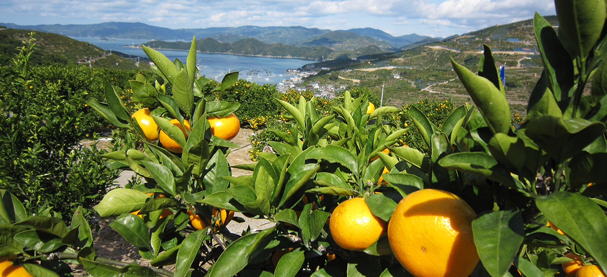 公益財団法人 果樹産業振興桐野基金